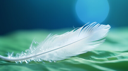 gentle white air feather with water drops lying on a wet ground