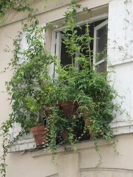 Vertical shot of plants in pots laid on the window