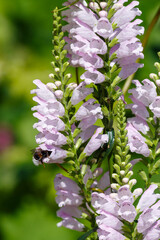 Physostegia virginiana ( lat. Physostegia virginiana ) in garden. Bumblebee collects pollen on...