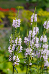 Physostegia virginiana ( lat. Physostegia virginiana ) in garden. Bumblebee collects pollen on flowers