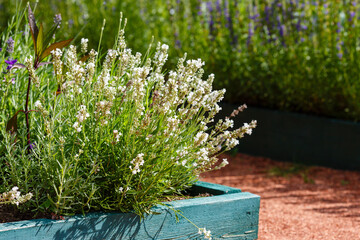Fototapeta na wymiar Narrow-leaved lavender white , or spicate lavender ( lat. Lavandula angustifolia ) is a herbaceous plant
