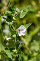Althaea officinalis , or marshmallow ( lat. Althaea officinalis ) is a perennial herbaceous plant