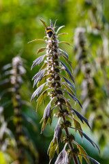Motherwort ( lat. Leonurus ) is medicinal plant in the herb garden. Bumblebee on flowers of Leonurus