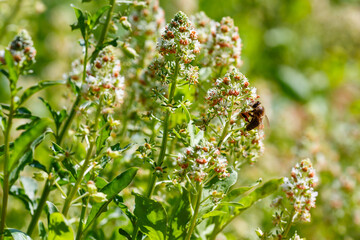 Mignonette ( lat. Reseda) in full bloom in garden. A bee on fragrant mignonette flowers in a herb...
