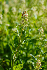 Mignonette ( lat. Reseda) in full bloom in garden. A bee on fragrant mignonette flowers in a herb garden