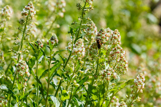 Mignonette ( lat. Reseda) in full bloom in garden. A bee on fragrant mignonette flowers in a herb garden.