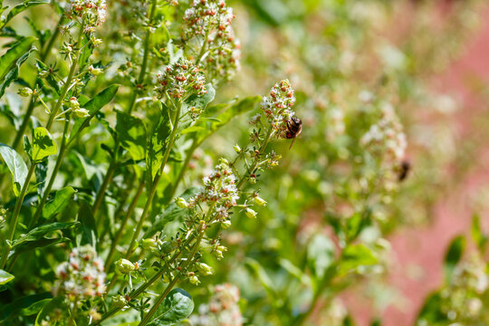 Mignonette ( lat. Reseda) in full bloom in garden. A bee on fragrant mignonette flowers in a herb garden.