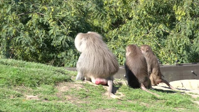 Baboons in captivity at the zoo.