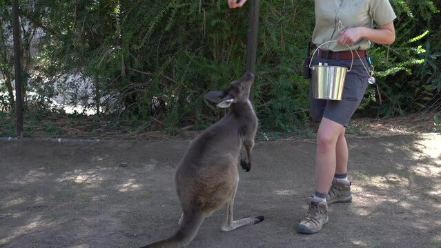 Zoo keeper feeding a kangaroo. 