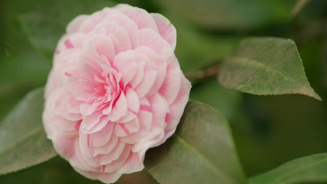 Incredible Beautiful Camellia In Spring Garden. Pink Japanese Camellia Flower With Green Leaves. Macro view.