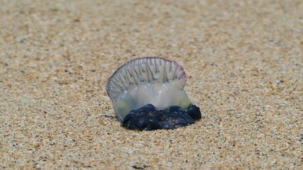 bluebottle on sand background