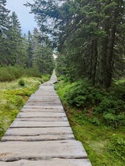 Ścieżka w lesie 