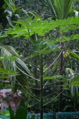 Vertical closeup of Papaya tree growing in a garden