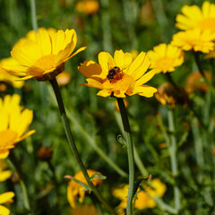 Arnica foliosa in garden. Yellow flowers Arnica foliosa. Medicinal plants in the garden