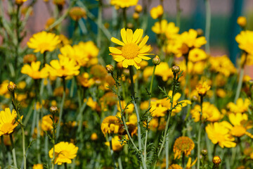 Arnica foliosa in garden. Yellow flowers Arnica foliosa. Medicinal plants in the garden