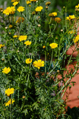 Obraz premium Arnica foliosa in garden. Yellow flowers Arnica foliosa. Medicinal plants in the garden