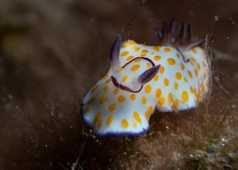 Closeup of a Goniobranchus annulatus sea slug swimming under the water at Gador Nature reserve