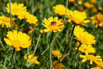 Arnica foliosa in garden. Yellow flowers Arnica foliosa. Medicinal plants in the garden. Bee on yellow flower of arnica