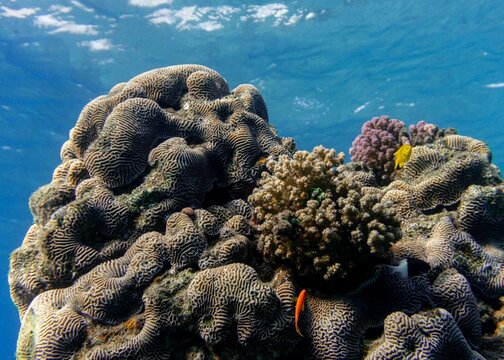 Underwater closeup of a brain colars at Gador nature reserve while scuba diving