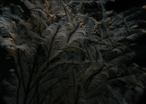 Closeup of Aglaophenia pluma or podded hydroid under the water at Gador Nature reserve