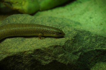 Closeup of a Chalcides Ocellatus reptile resting on a rock