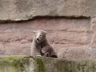 Bear sitting on a rock.