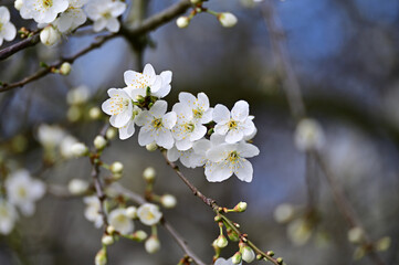 Frühling, Blumen, Weiß, Baum