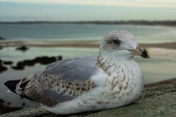 Obraz premium Seagull on the pier