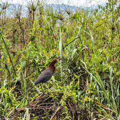 Canoe tour on the Pantanal Marimbus in Andarai, Bahia, Brazil, Chapada Diamantina