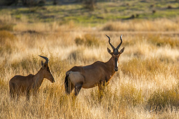 Kalahari Antilope