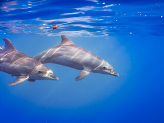 Encountering dolphins underwater while snorkeling. An unprecedented experience. Atlantic bottlenose dolphin (Tursiops truncatus) out of focus.
