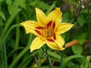 Fototapeta na wymiar Closeup of blooming yellow Daylily