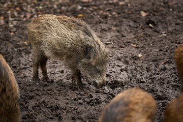 young wild broar 
sniffing for food in moody soil 