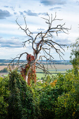 Dried tree, Smolenice, Slovakia, seasonal nature - 676875311