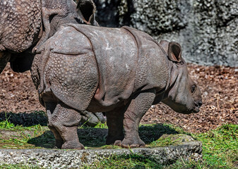 Obraz premium Young great indian rhinoceros male. Latin name - Rhinoceros unicornis 