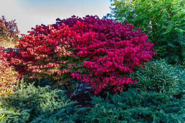 Obraz premium Bellevue Arboretum Red Leaves