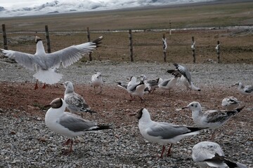 Closeup shot of a flock of seagulls standing next to each other in the wild