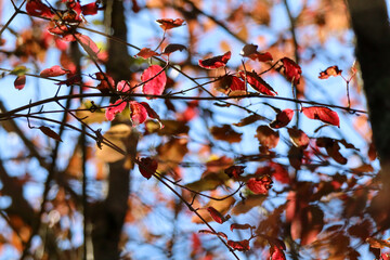 Foglie dai colori autunnali di giorno.