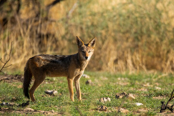 Kalahari jackal