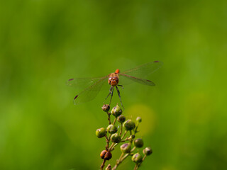 Female Common Darter in Flight