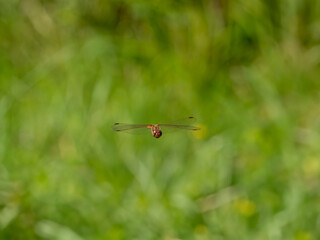 Female Common Darter in Flight
