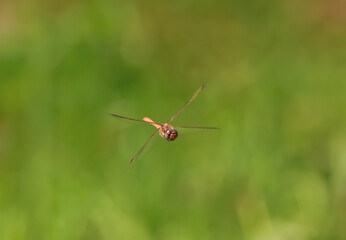 Female Common Darter in Flight