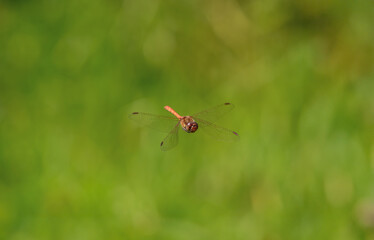 Female Common Darter in Flight