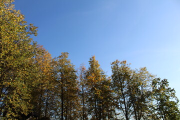 trees with golden leaves in autumn and blue sky