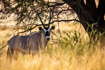 Kalahari Oryx