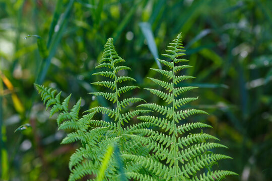 Common bracken ( lat. Pteridium aquilinum ) is a perennial herbaceous fern. The leaf of the forest fern is close up