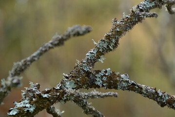 Ast, Alt, Schimmel, Pilz