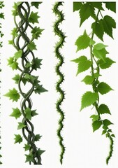 Collection Of Thorny Vines Isolated On A White Background