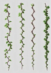 Collection Of Thorny Vines Isolated On A White Background