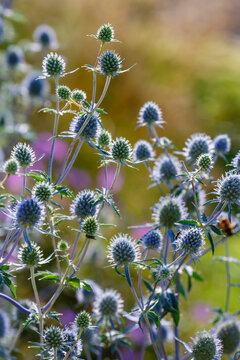 Eryngium planum ( Latin:  Eryngium planum ) is a perennial plant , a species of the genus Eryngium of the Umbelliferae family